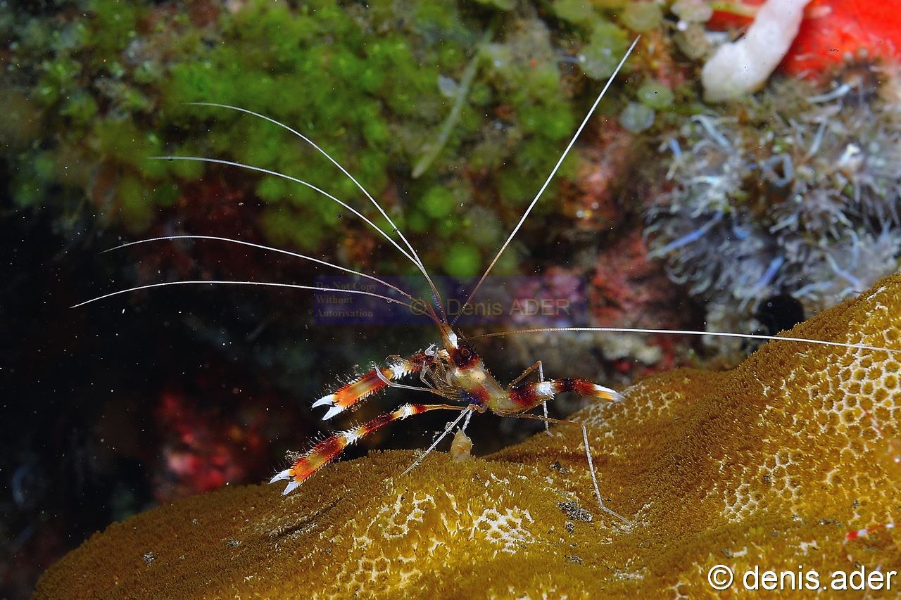Stenopus hispidus-Komodo Bontoh-9m-20160803nuit-Denis-ADER-DSC_9554_tn.jpg